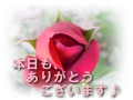 Rose5.jpeg