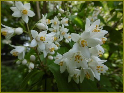 ５月23日 卯の花やせせらぎ聞いて身を洗ふ 花の歳時記 天南星の魅力 山野草 楽天ブログ