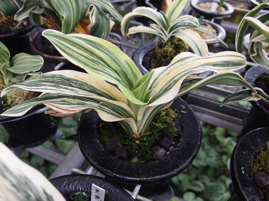 新着記事一覧 万葉の足あと 万年青日記 楽天ブログ