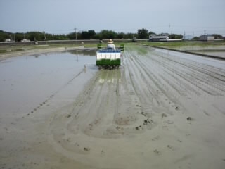どんどん植わる