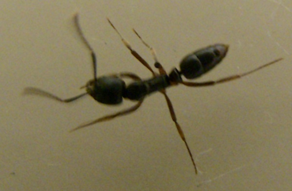 蟻 に 噛ま れ た チクチク 対処 法 Article