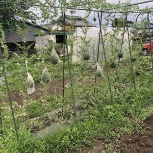 スイカ メロン 空中栽培開始しました ちょろ松の家庭菜園奮闘記 楽天ブログ