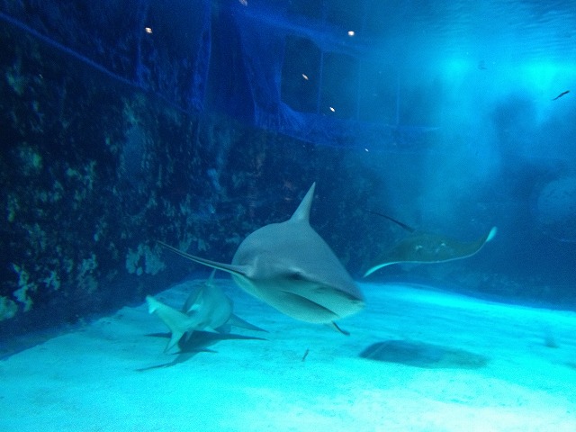 JAWS