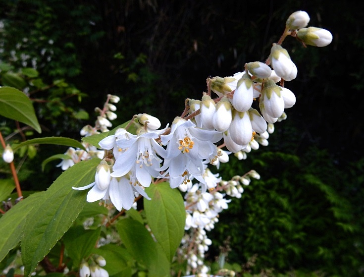 白い花いろいろ その２ 17年6月 ジュラのお散歩花日記 楽天ブログ