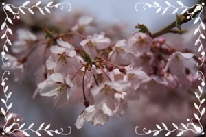 桜　２.JPG