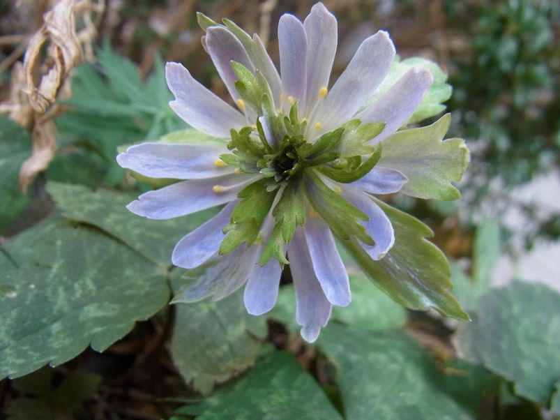 ユキワリイチゲについて 3段花の発見！part.06 | バラと山野草 - 楽天ブログ