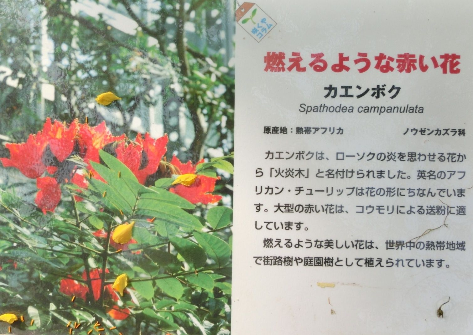 咲くやこの花館で見た ムクナ レッドジンジャー他 だい のひとりごと 楽天ブログ