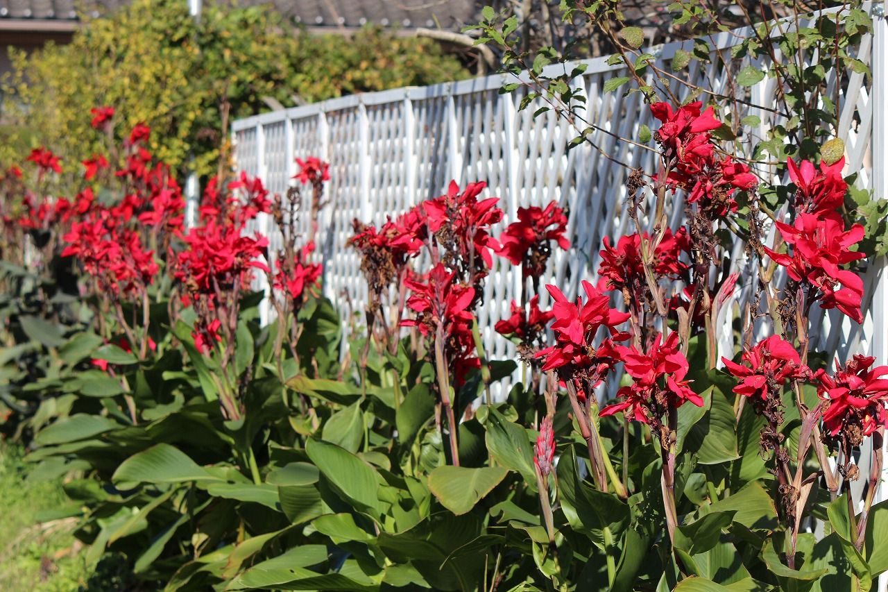 カンナの花 つれづれ日記 楽天ブログ