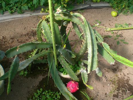 ドラゴンフルーツ