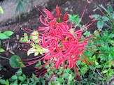 IMG_3018.JPG