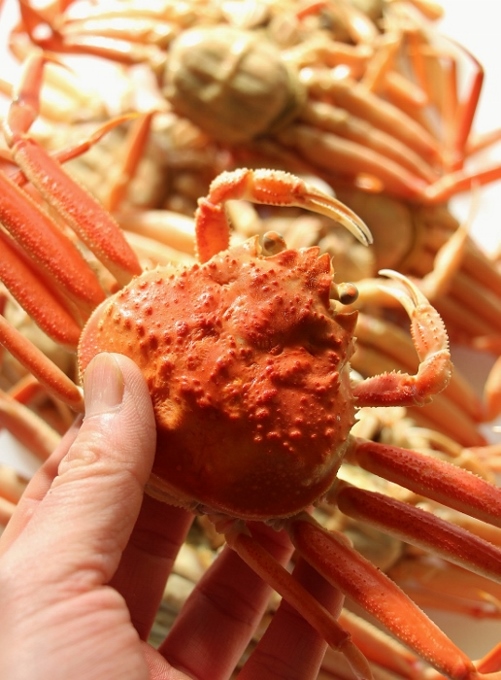 せこ　404杯目 (2).jpg