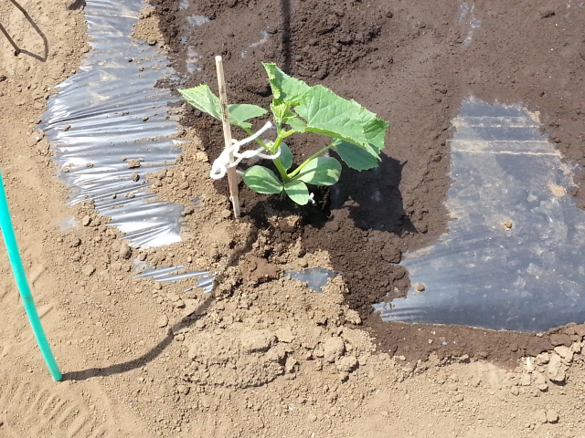 20140426 きゅうり.jpg