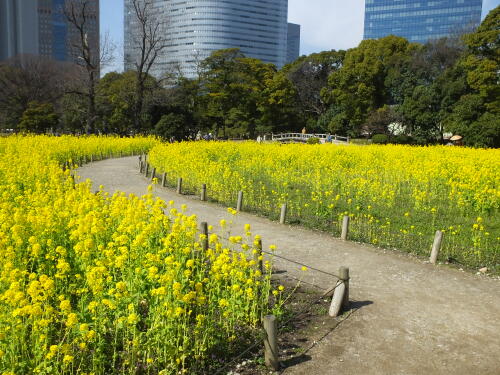 浜離宮恩賜庭園の菜の花