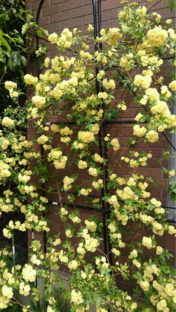 モッコウバラ 薔薇のお庭に憧れて 楽天ブログ