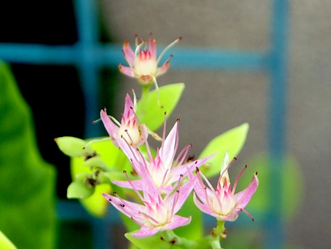 ベンケイソウの花