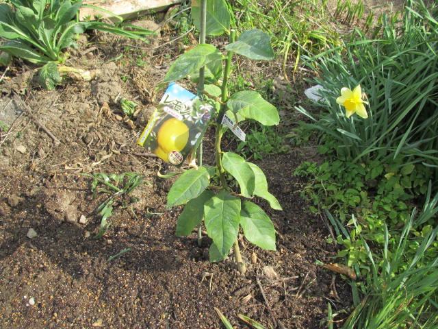 レモンの植え付け