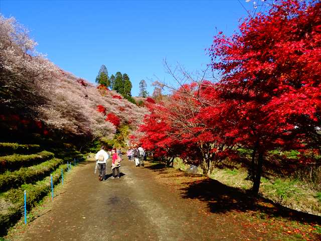 DSC08474_R.JPG