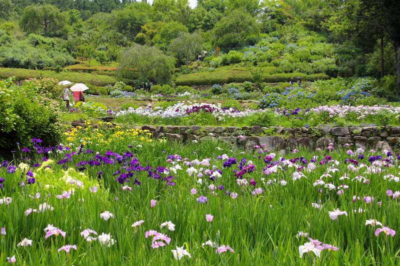 滝谷花しょうぶ園_003.jpg