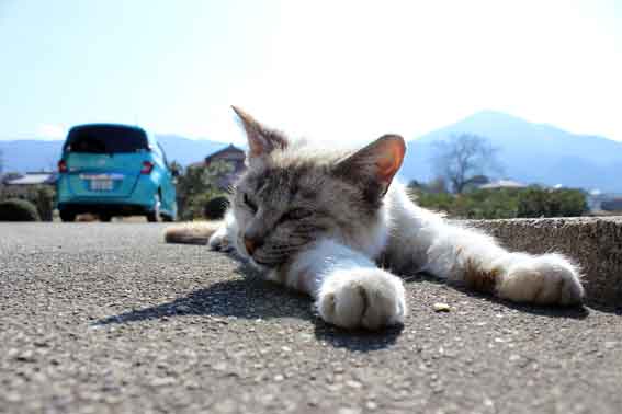 我が家のニャンコ♪2014/02/25-2