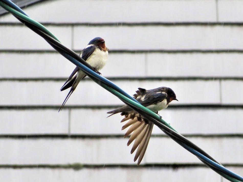 雨の日のツバメ ヒヨドリ スズメ 大分金太郎の花鳥蝶月 楽天ブログ