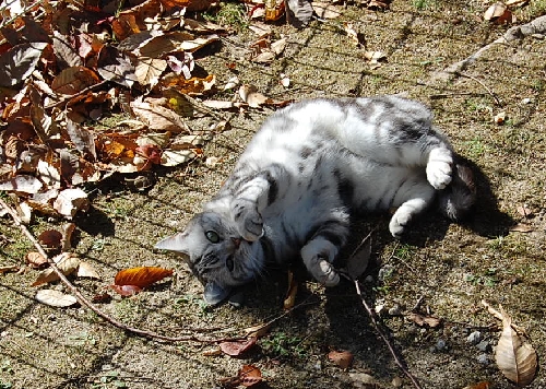 DSC_0123.JPG