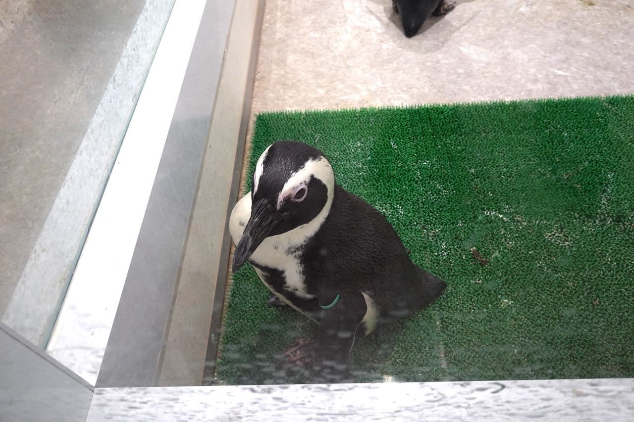 アニタッチ東京ドームシティ ケープペンギン | イルカカメラとわんわん