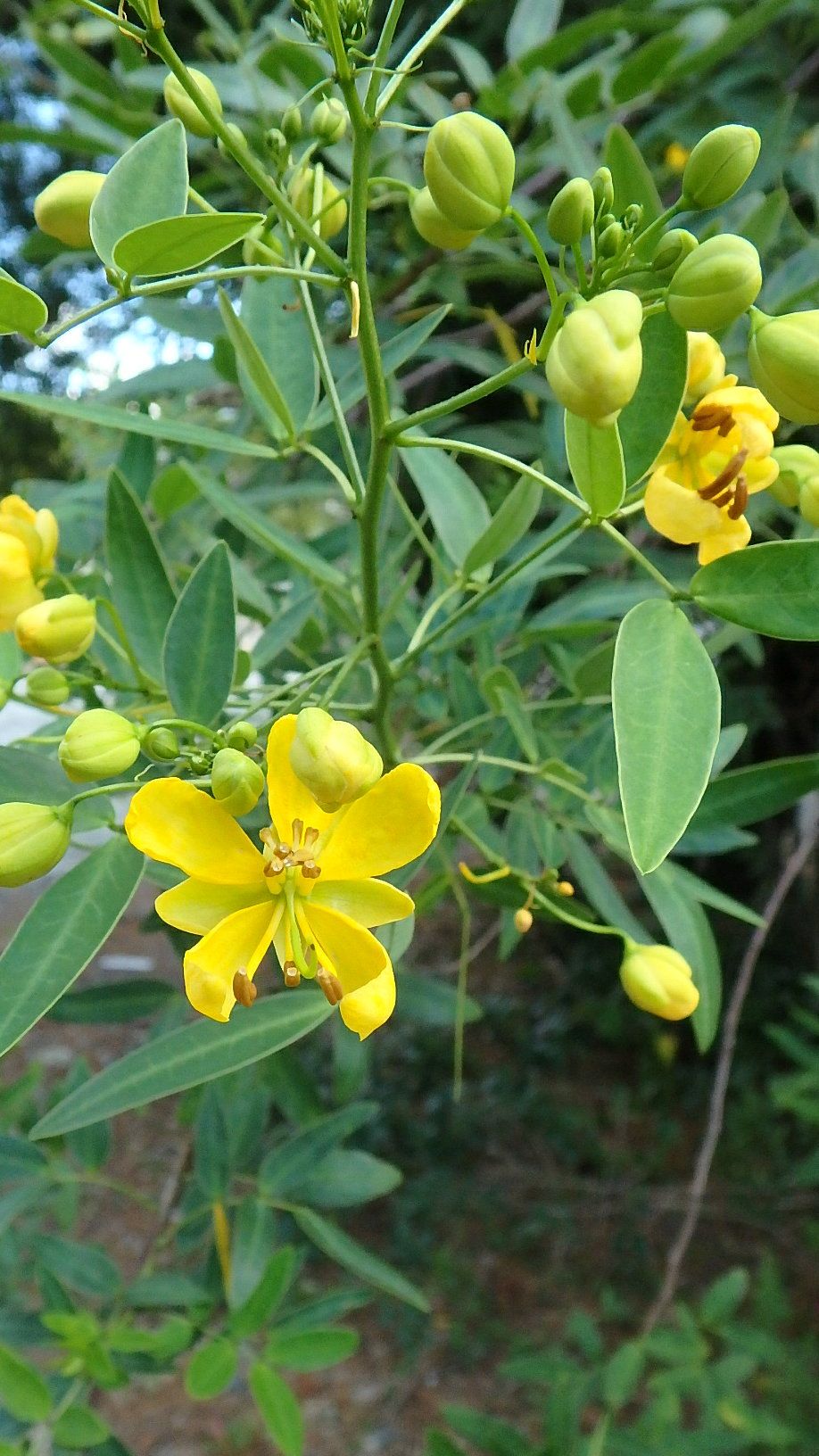アンデスの乙女 ハナセンナ とエビスグサ 楽天版じぶん更新日記 楽天ブログ
