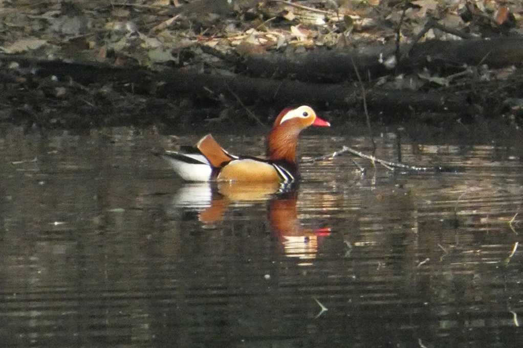 515
