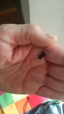 rblog-20140717023924-02.jpg