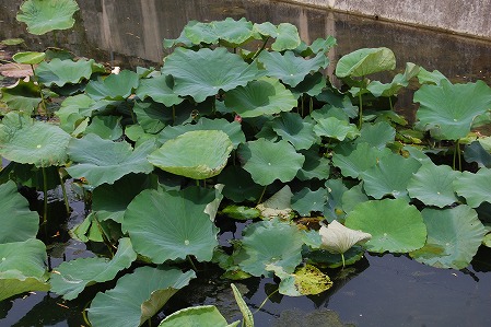 s-DSC_0400.jpg