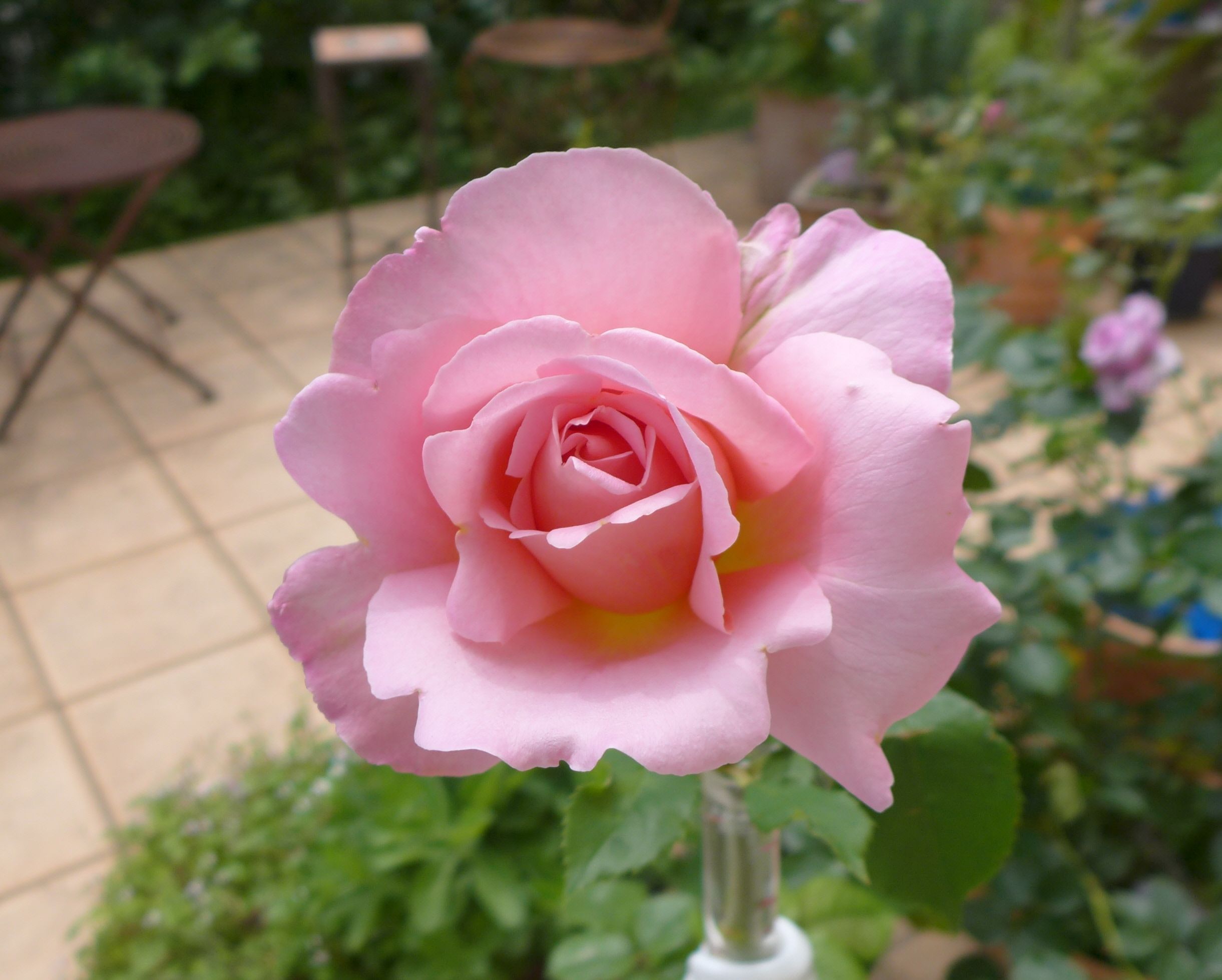 我が家で咲いた薔薇 ティファニー を切って 薔薇咲く庭と犬と 楽天ブログ