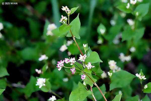 ミゾソバ（溝蕎麦、タデ科）