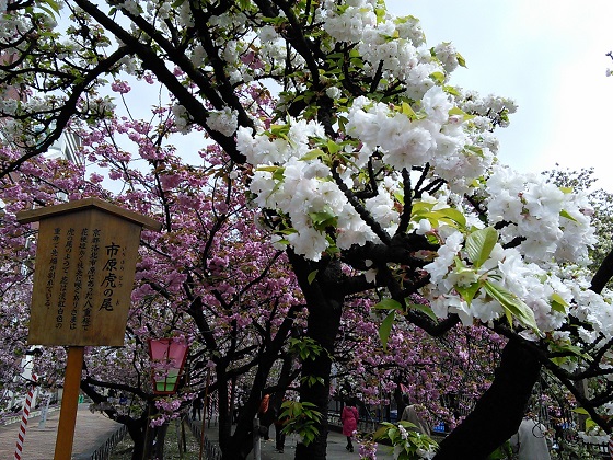 IMG_20150411_091459.jpg
