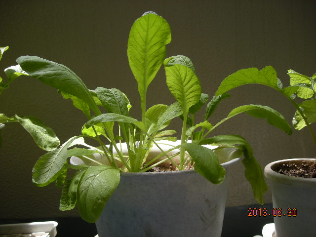 DSCN9316.JPG
