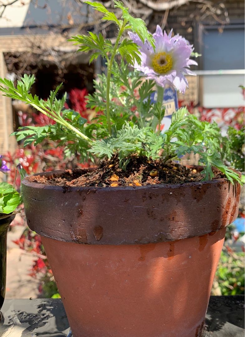 買ったデルフィニウム ミントブルー 西洋翁草 深山蛍葛 シレネ ピンクパンサー 斑入りブルーデージーを植え付けました Music Land 私の庭の花たち 楽天ブログ