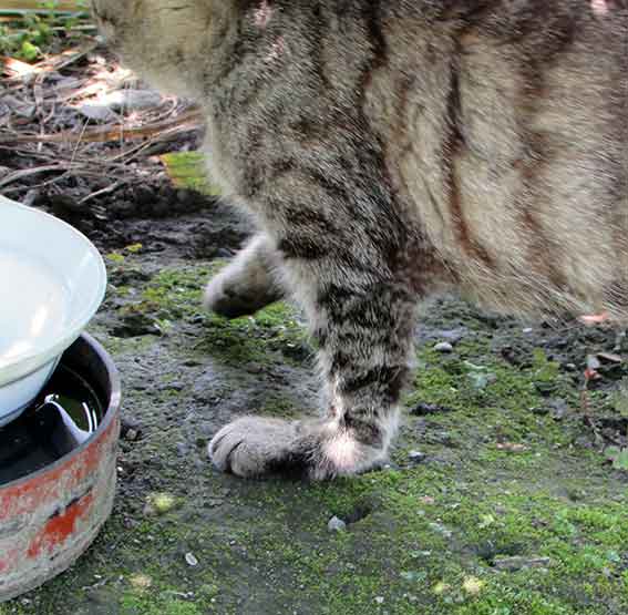 我が家のニャンコ♪2016/07/09-3