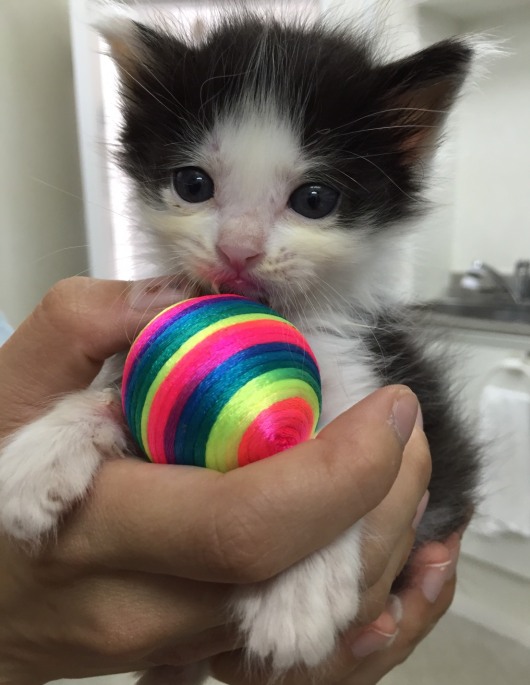 20160731ｳﾁﾀﾞ病院子猫02.jpg