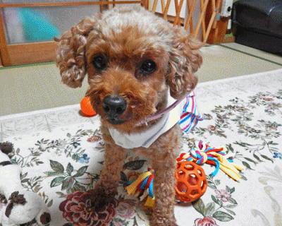 こころアニメ