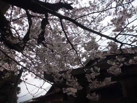 P1020538.JPG