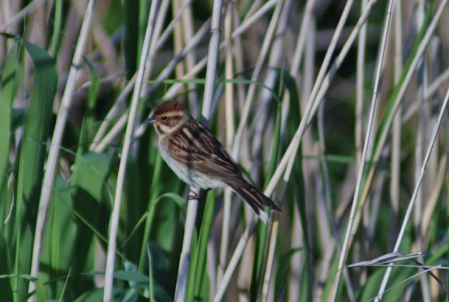 IMG_9929 (800x538).jpg