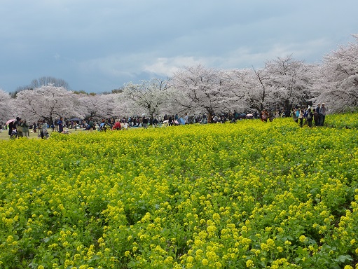 菜の花桜２.jpg