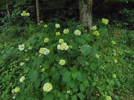 DSCN4170.jpg