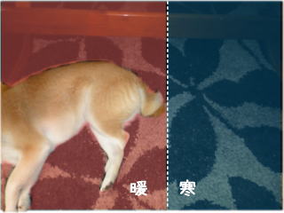 ラグ10.jpg