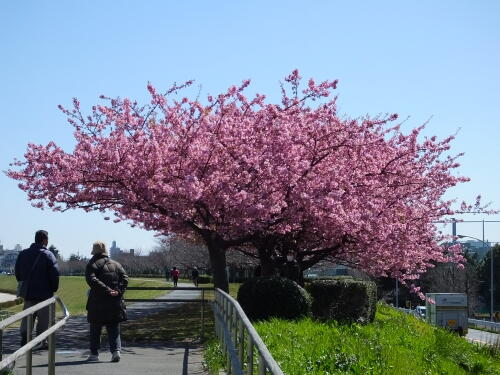 多摩川土手の河津桜