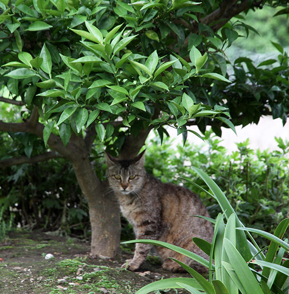 我が家のニャンコ♪2014/06/11-2