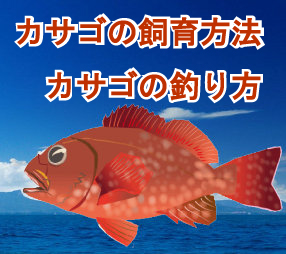 カサゴの画像
