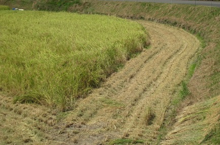 IMG_1002縮小 - コピー.jpg