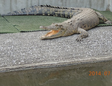 鬼山地獄　ワニ