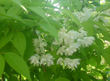 2013年4月28日 ヒメウツギ.jpg