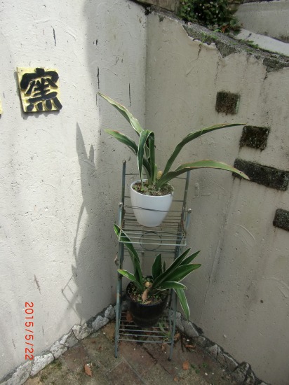 テラスの塗装と万年青 023.jpg